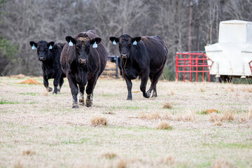 3 ANgus cows w creep feeder