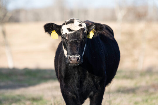 Black baldy heifer looking at camera in winter pasture