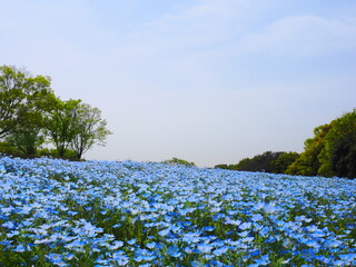 ネモフィラ