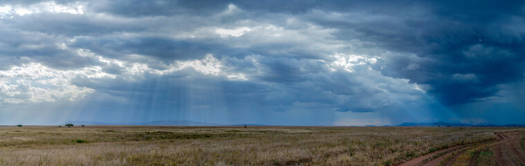 Fototapeta premium Savannah landscape in Serengeti National Park