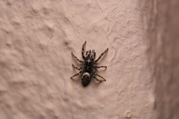 little jumping spider macro photo