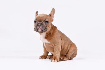 Obraz premium Blue fawn French Bulldog dog puppy sitting on white background