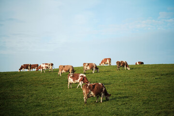 Zufriedene K&uuml;he grasen auf der Wiese am Morgen in der Morgensonne