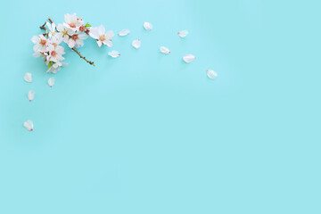image of spring white almond blossoms tree over blue pastel background