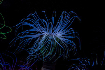 Obraz premium blau leuchtende Anemone mit vielen Armen vor schwarzem Hintergrund