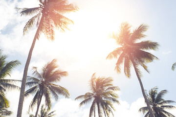 Fototapeta na wymiar Tropical palm coconut trees on sunset sky flare