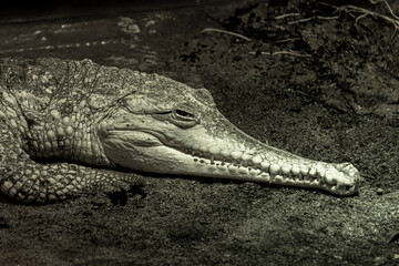 Kopf eines schlafenden Krokodils