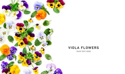 Fotobehang Viooltje Spring viola pansy flowers frame border isolated on white background.  © ifiStudio