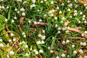 Full frame shot of flowering spring snowflake (Leucojum vernum) in a forest in Germany. The perennial plant with the typical green or yellow marks on its white flowers is a widely known spring flower.