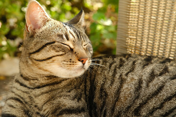Obraz premium beautiful striped cat whiskas color sleeping in wicker chair in sunny garden, looks around, concept cat's house, love for animals, caring for them, keeping pets, mental life with pets, relieve stress