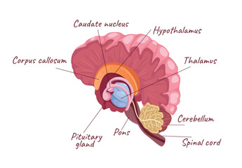 Concept Human brain anatomy. This vector illustration of a human brain is sleek and modern, with a minimalist design that emphasizes the intricacies of the brain's anatomy. Vector illustration.