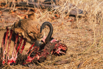 wild lion in the wild