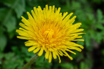 Close up macro photo of a dandelion in front of dark green background