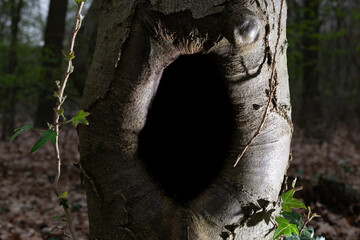 Black hole in tree, scary mysterious hole in a tree