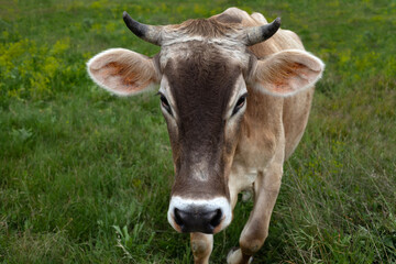 Naklejka na ściany i meble cow farm animal at livestock