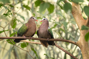Two love birds are sitting on a branch in the garden. Green background.
