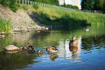 A family of wild river ducks swim in a pond. blue water