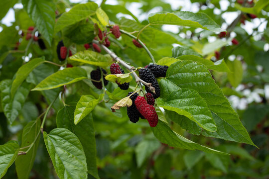 mulberry growing at farming garden