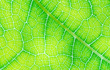streaks or stripes on the leaves. The surface of green leaves has streaks in the form of branches. For use as a background or wallpaper.