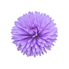 purple aster transparent png file