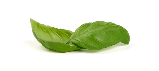 Obraz premium Green Basil Leaves Fresh Spice, closeup, isolated on a white background.