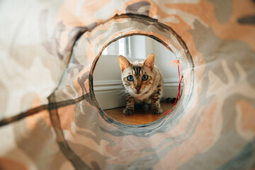 bengal cat playing a tunnel at home