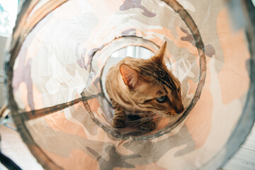 bengal cat playing a tunnel at home