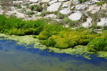 Riverbank with green grass and stones
