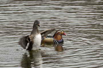 Mandarin ducks swimming in a pond in the park 