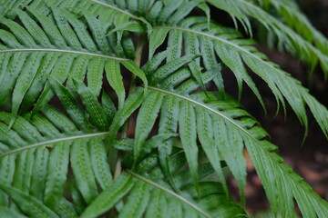 Zoom on fern leaves from Madeira