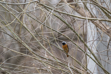 Redstart single bird on branch