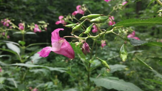 Pink Impatiens Glandulifera (Himalayan Balsam or touch-me-not) flower after rain in forest with a bee