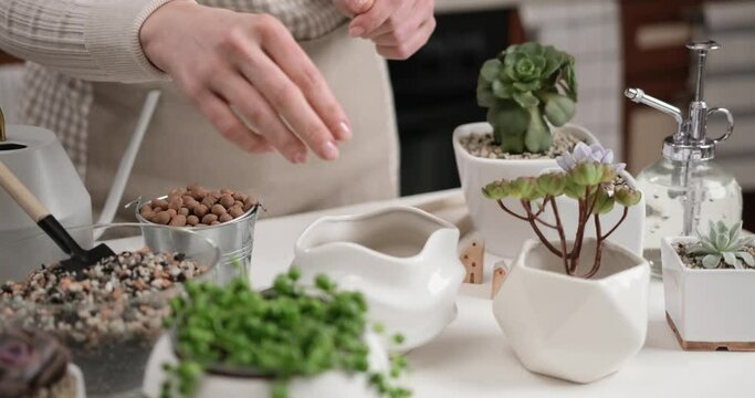 Woman pouring expanded clay into ceramic pot for Aeonium transplantation