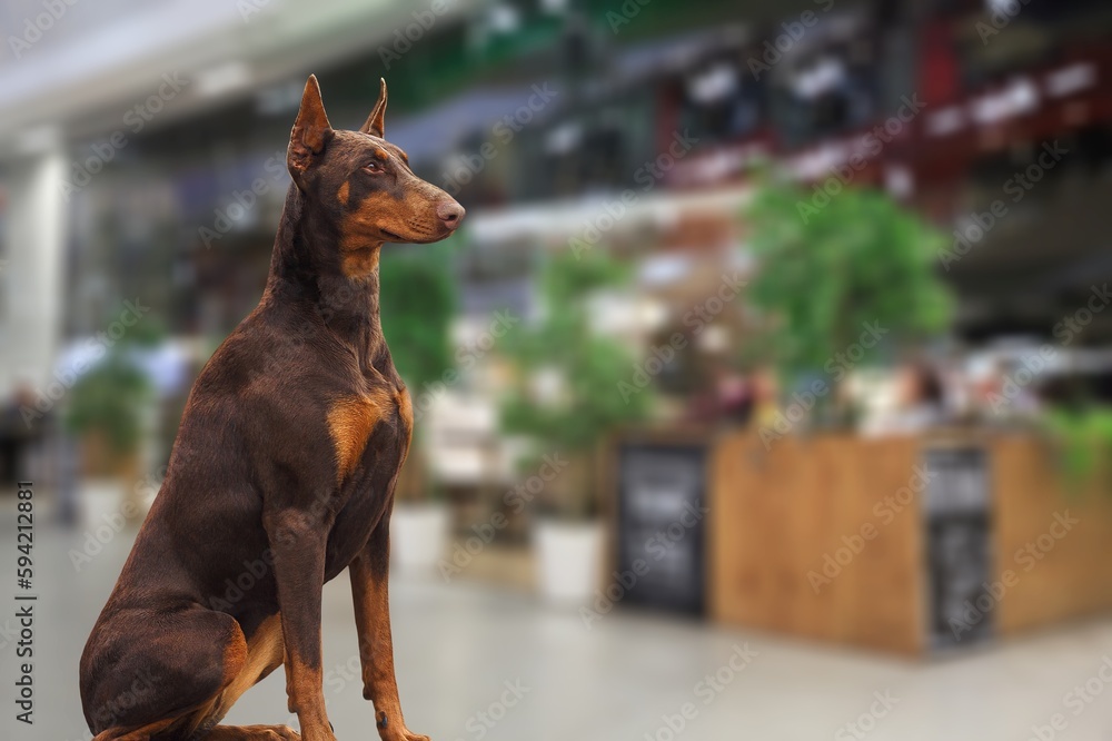 Poster Cute young domestic dog posing