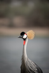 A close up image of a Grey Crowned Crane in Al Qudra Lakes in the desert of Dubai