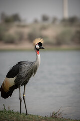 A close up image of a Grey Crowned Crane in Al Qudra Lakes in the desert of Dubai
