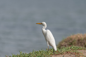 A close up of a white crane at Qudra Lakes in the desert of Dubai