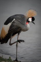 A close up image of a Grey Crowned Crane in Al Qudra Lakes in the desert of Dubai