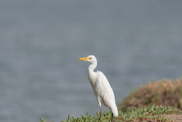 A close up of a white crane at Qudra Lakes in the desert of Dubai