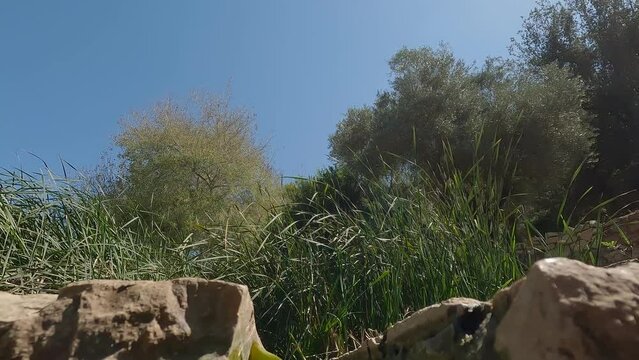 A beautiful stream of flowing water in the Ein Hamad nature reserve in Jerusalem - Israel