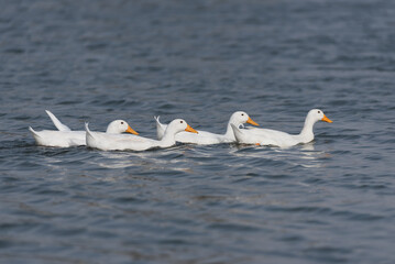 White Ducks Swimming in a lake