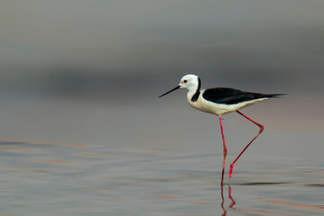 isolated black-winged stilt (himantopus )in a blur background