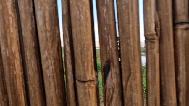 A view through the fence of red reeds on the marshes in the Hula Valley Nature Reserve - Northern Israel