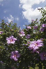 It is a blooming Hibiscus syriacus.