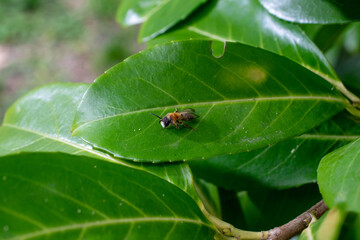 Bee walking on a laurocerasus leave