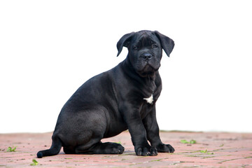cane corso italiano puppy