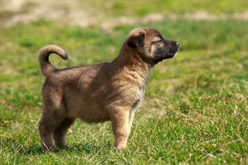 Puppy breed Alabai