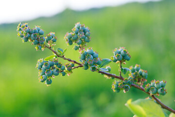 Green berries blueberries