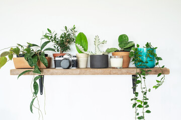 beautiful plants on shelf hanging on wall for home decoration