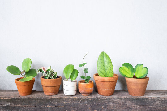 beautiful hoya plants on wooden shelf  for home decoration